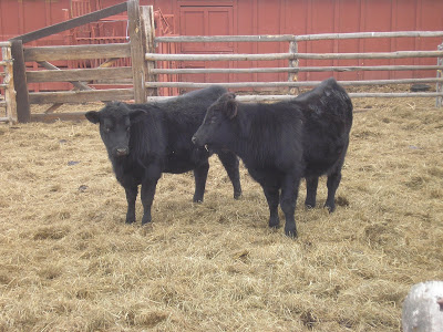 Lundy Beef