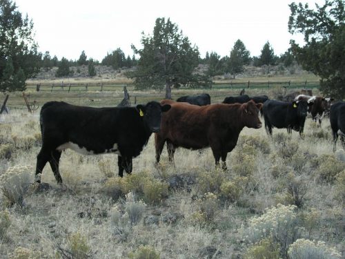 Lundy Beef